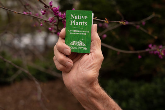Native Plant Guide
